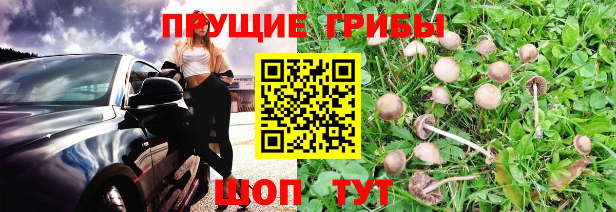 Галлюциногенные грибы прущие грибы Камышлов